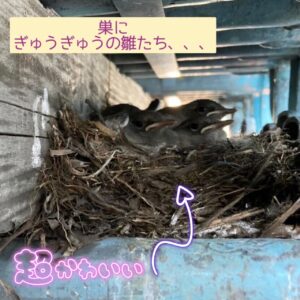 セキレイの雛 Quick